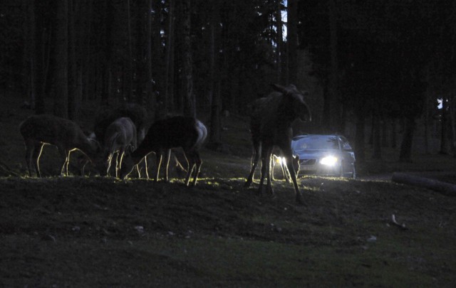 Volvo Animal Detection system